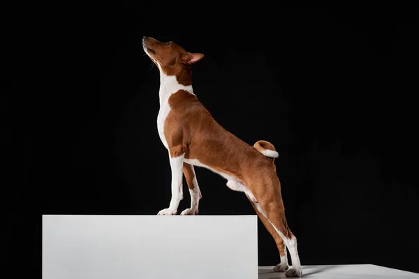 Studio Shot Basenji Dog Standing Side View White Boxes Looking — Stock Photo, Image