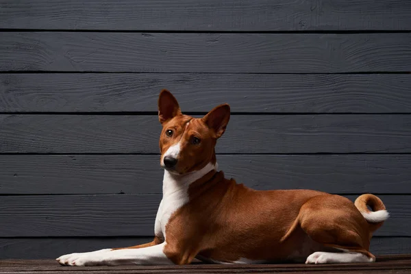 Stúdió Lövés Basenji Kutya Feküdt Kamera Felett Szürke Deszkák Háttér — Stock Fotó