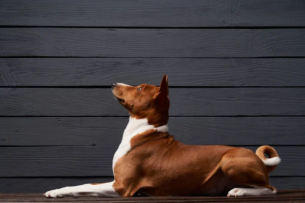 Stúdiófelvétel Basenji kutyájáról, amint felnéz — Stock Fotó