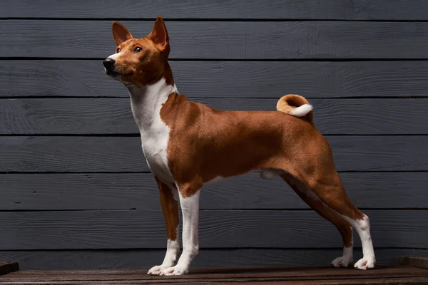 Törzskönyv lövés Basenji kutya ül a kamerába — Stock Fotó