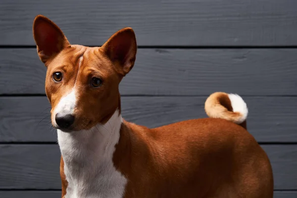 Törzskönyv Basenji kutya a kamerába néz — Stock Fotó