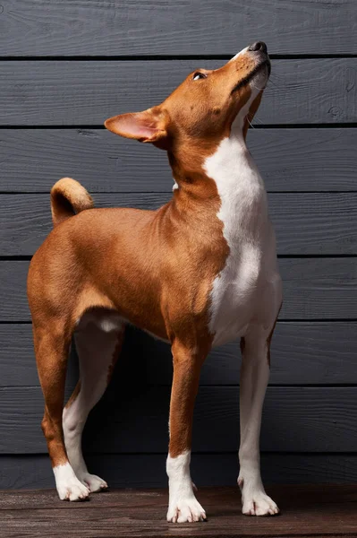 Törzskönyv Basenji kutya felnéz — Stock Fotó