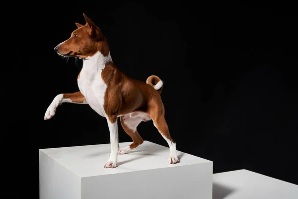 Studio Shot Basenji Dog Standing White Boxes Paw Raised Black — Stock Photo, Image