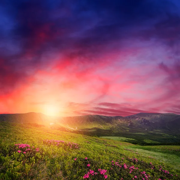 Pôr do sol da montanha com flores de rododendro na grama — Fotografia de Stock