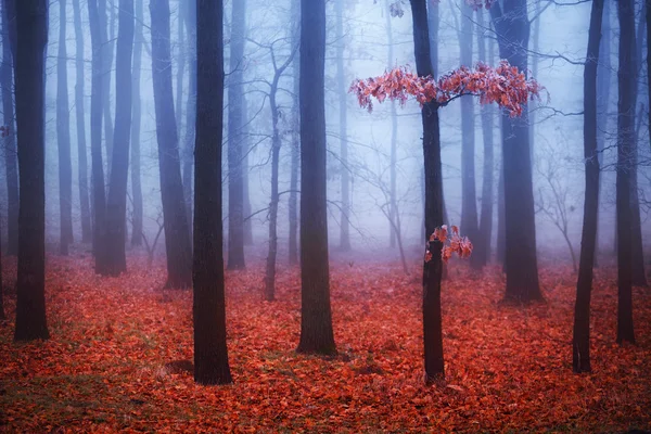 Mistige bomen in het bos met rode bladeren — Stockfoto