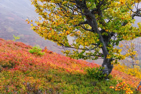 Paisagem de outono colorido com árvore na encosta — Fotografia de Stock