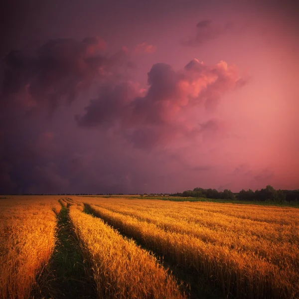 Weizenfeld und Himmel bei Sonnenuntergang — Stockfoto