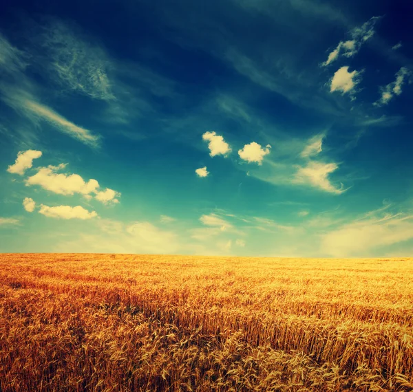 Campo de trigo e nuvens no céu — Fotografia de Stock