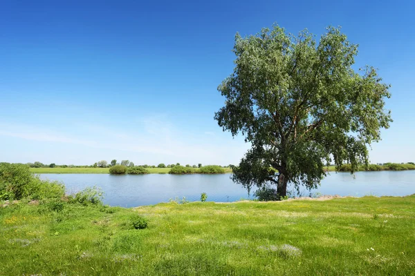 Nehri yakınında yeşil ağaç — Stok fotoğraf