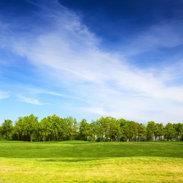 Campo herboso y árboles con cielo azul en el fondo — Foto de Stock