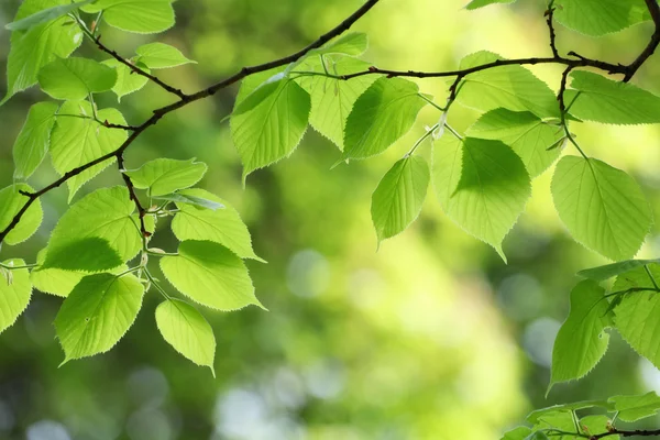 Zelené listy pozadí v jarní den — Stock fotografie
