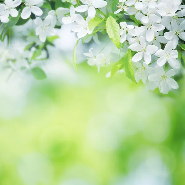 Fiori di ciliegio in giornata di sole sul verde Foto Stock