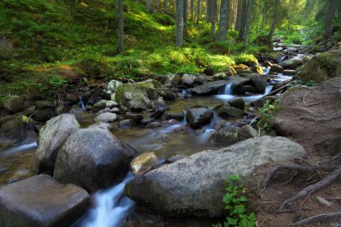 Orman ve akarsu büyük taşlar arasında