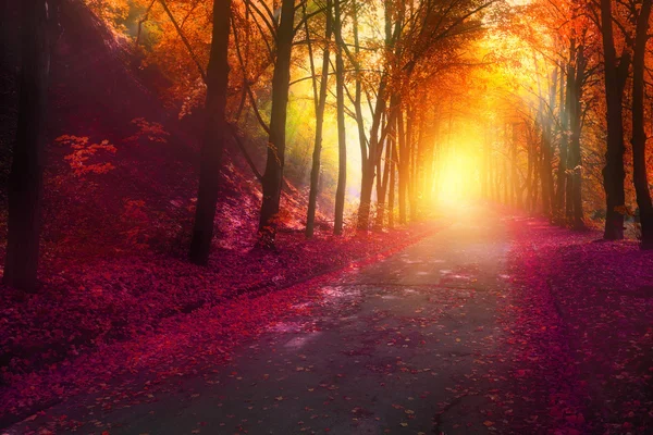 Fantasy scene in autumn park with sun rays — Stock Photo, Image