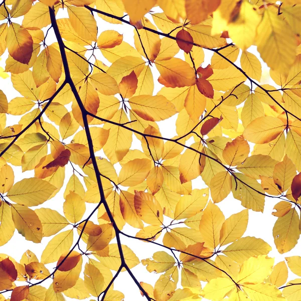 Abstract autumn leaves background — Stock Photo, Image