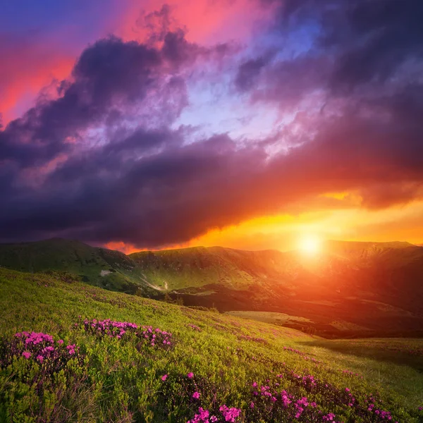 Paisagem de montanha com flores de rododendro rosa — Fotografia de Stock