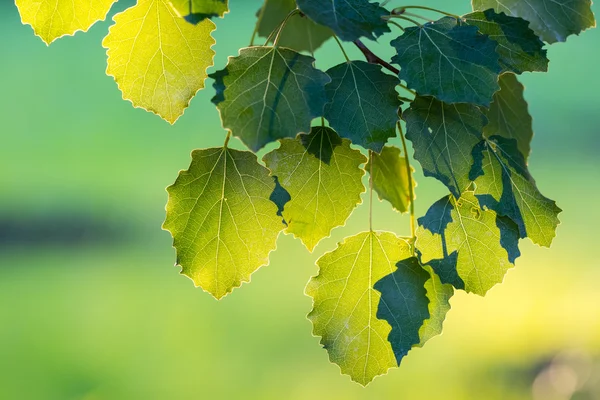Green leaves of hazel — Stock Photo, Image