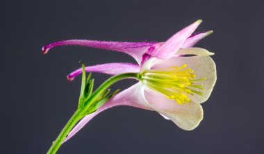Aquilegia vulgaris European Columbine, Common Columbine or Grann