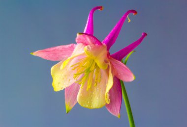 Aquilegia vulgaris European Columbine, Common Columbine or Grann