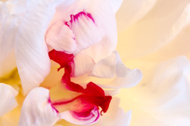 Şakayık yaprakları