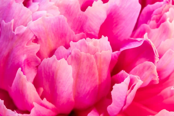 Şakayık yaprakları