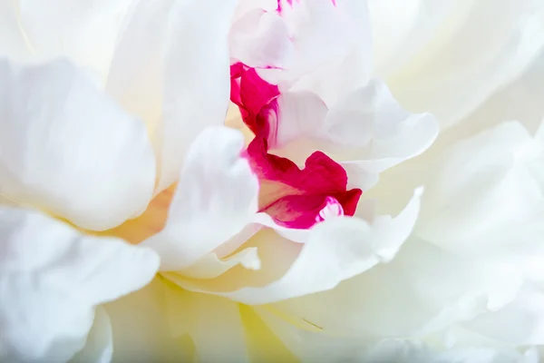 Peony petals Royalty Free Stock Images