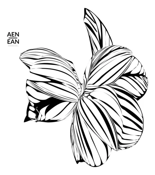 Forme Rayée Abstraite Arrière Plan Artistique Optique Fleur Feuille Tropicale — Image vectorielle