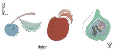 Soyut el çizimi vektör sanatsal logo seti beyaza izole edildi. Çizgi sanatsal çizim ve doku. Retro düz renkler organik doğal Eko gıda tasarımı. Organik sağlıklı vejetaryen karalaması..