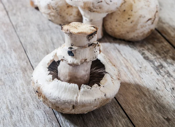 Vers hele witte knop paddestoelen — Stockfoto