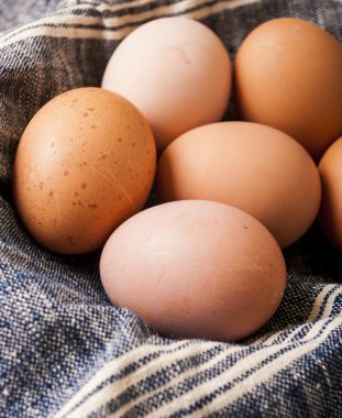 taze organik yumurta