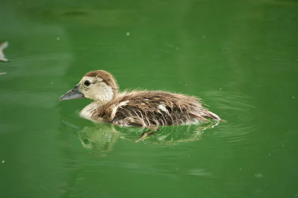 Bebé pato nadando — Foto de Stock