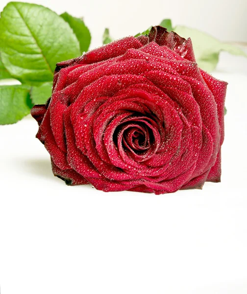 Rosa roja con hojas — Foto de Stock