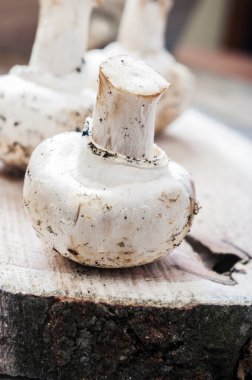 Ahşap arka planda mantarlar