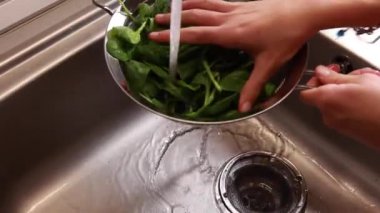 Mutfak lavabosundaki kevgirde taze ıspanak yıkamak.