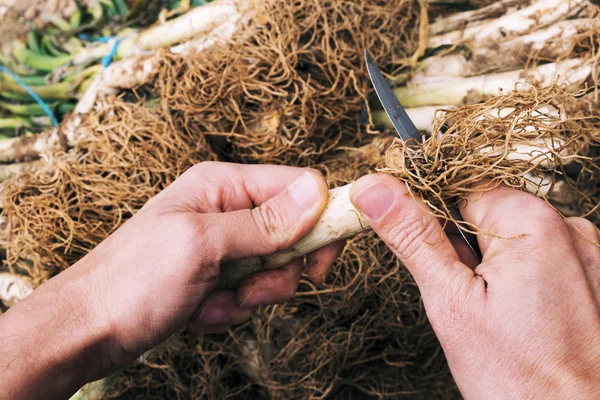 Man cutting calcots, sweet onions typical of Catalonia — Stock Photo, Image