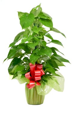 pençesini Epipremnum aureum bitki