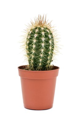 Cephalocereus euphorbioides kaktüs