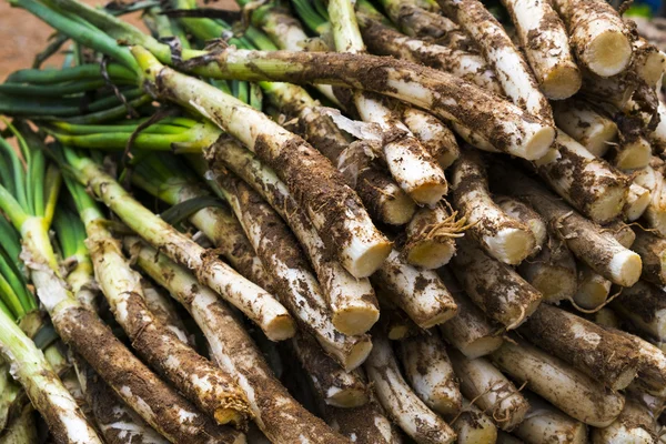 Raw calcots, sweet onions, typical of Catalonia, Spain — Stock Photo, Image