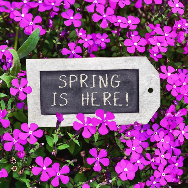 Chalkboard with the text spring is here — Stock Photo, Image