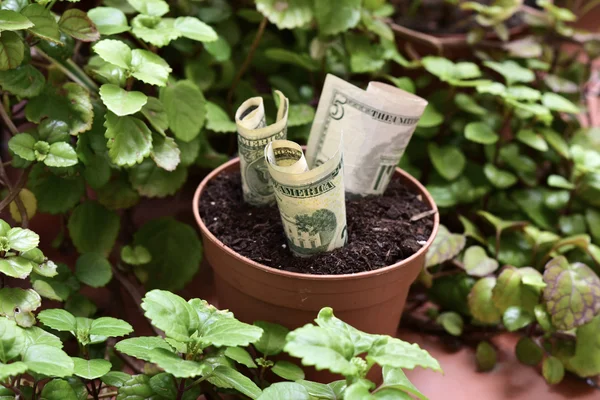 Una planta de dinero — Foto de Stock