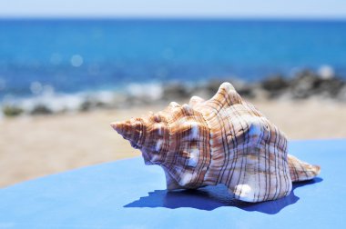 conch on a blue surface on the beach clipart