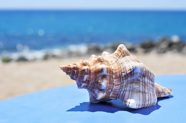 Conch on a blue surface on the beach — Stock Photo, Image