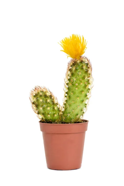 Cactus ladyfinger con una flor amarilla —  Fotos de Stock