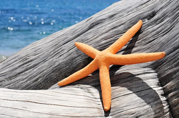 Laranja estrela-do-mar em um velho tronco de árvore lavado na praia — Fotografia de Stock