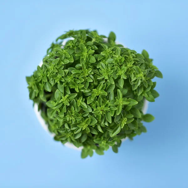 Green bush basil plant in a plant pot — Stock Photo, Image