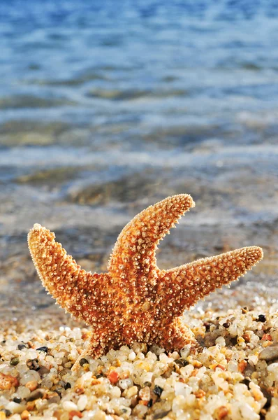 Oranžová hvězdice v seashore — Stock fotografie