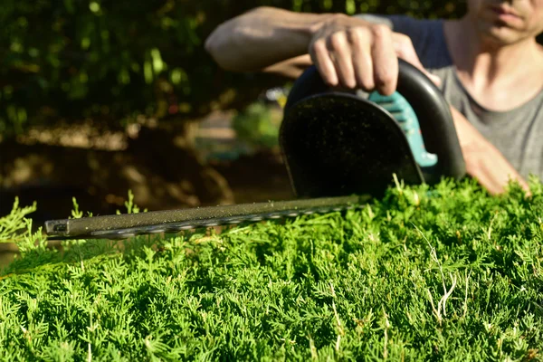 Young man pruning a hedge — Stock Photo, Image