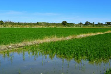 Paddy alanında Albufera Valencia, İspanya