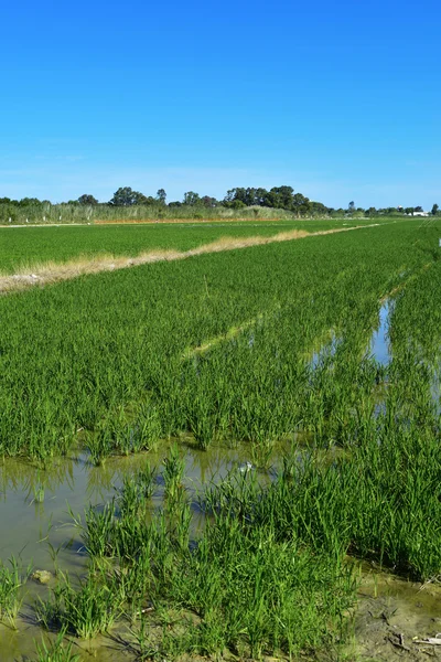 Pola ryżowe w Albufera w Walencji, Hiszpania — Zdjęcie stockowe