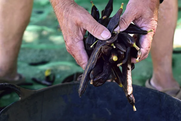 yaşlı adam carobs hasat
